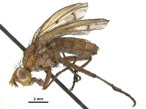  ( - CCDB-33860-F09)  @13 [ ] CreativeCommons - Attribution (2019) CBG Photography Group Centre for Biodiversity Genomics