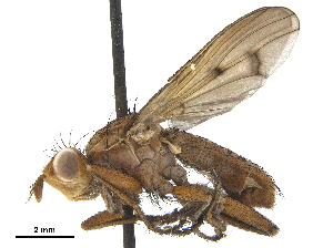  ( - CCDB-33860-F10)  @13 [ ] CreativeCommons - Attribution (2019) CBG Photography Group Centre for Biodiversity Genomics