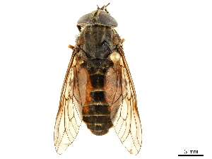  (Hybomitra affinis - CCDB-33861-A09)  @14 [ ] CreativeCommons - Attribution (2019) CBG Photography Group Centre for Biodiversity Genomics