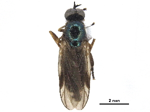  ( - CCDB-33861-C09)  @11 [ ] CreativeCommons - Attribution (2019) CBG Photography Group Centre for Biodiversity Genomics