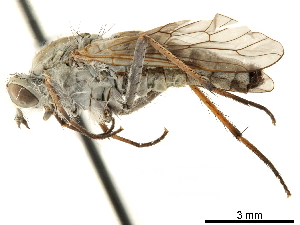  ( - CCDB-33861-D01)  @13 [ ] CreativeCommons - Attribution (2019) CBG Photography Group Centre for Biodiversity Genomics