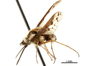  ( - CCDB-33861-D04)  @11 [ ] CreativeCommons - Attribution (2019) CBG Photography Group Centre for Biodiversity Genomics