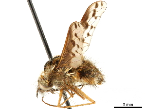  ( - CCDB-33861-D05)  @11 [ ] CreativeCommons - Attribution (2019) CBG Photography Group Centre for Biodiversity Genomics