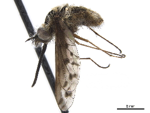  ( - CCDB-33861-D06)  @11 [ ] CreativeCommons - Attribution (2019) CBG Photography Group Centre for Biodiversity Genomics