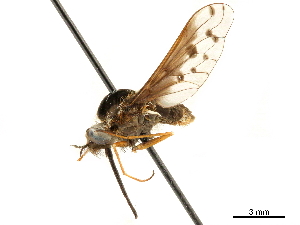  ( - CCDB-33861-D07)  @11 [ ] CreativeCommons - Attribution (2019) CBG Photography Group Centre for Biodiversity Genomics