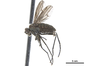  ( - CCDB-33862-C03)  @11 [ ] CreativeCommons - Attribution (2019) CBG Photography Group Centre for Biodiversity Genomics