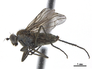  ( - CCDB-33862-C06)  @11 [ ] CreativeCommons - Attribution (2019) CBG Photography Group Centre for Biodiversity Genomics