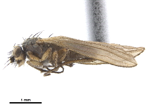  ( - CCDB-33862-D10)  @13 [ ] CreativeCommons - Attribution (2019) CBG Photography Group Centre for Biodiversity Genomics