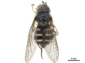  ( - CCDB-33863-B05)  @13 [ ] CreativeCommons - Attribution (2019) CBG Photography Group Centre for Biodiversity Genomics