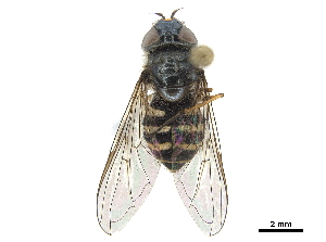  ( - CCDB-33863-B06)  @13 [ ] CreativeCommons - Attribution (2019) CBG Photography Group Centre for Biodiversity Genomics