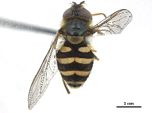  ( - CCDB-33863-E04)  @13 [ ] CreativeCommons - Attribution (2019) CBG Photography Group Centre for Biodiversity Genomics