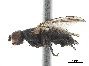  ( - CCDB-33863-H05)  @11 [ ] CreativeCommons - Attribution (2019) CBG Photography Group Centre for Biodiversity Genomics