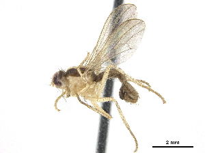  ( - CCDB-33863-H09)  @11 [ ] CreativeCommons - Attribution (2019) CBG Photography Group Centre for Biodiversity Genomics