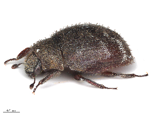  ( - CCDB-33293-H10)  @11 [ ] CreativeCommons - Attribution (2020) CBG Photography Group Centre for Biodiversity Genomics