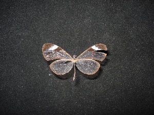  (Pteronymia cotytto - MAL-04151)  @13 [ ] Unspecified (default): All Rights Reserved  Unspecified Unspecified