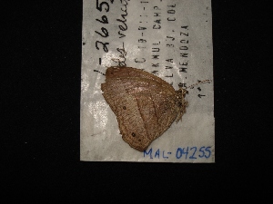  ( - MAL-04255)  @12 [ ] Unspecified (default): All Rights Reserved  Unspecified Unspecified