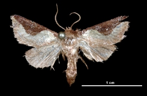  ( - MAL-01941)  @13 [ ] Unspecified (default): All Rights Reserved  Unspecified Unspecified