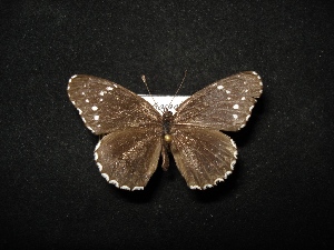  ( - MAL-02534)  @11 [ ] Unspecified (default): All Rights Reserved  Unspecified Unspecified