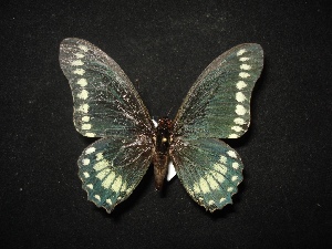  (Eurytides phaon - MAL-02026)  @13 [ ] Unspecified (default): All Rights Reserved  Unspecified Unspecified