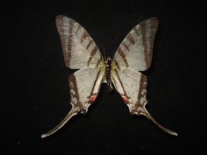  (Protographium agesilaus - MAL-02112)  @13 [ ] Unspecified (default): All Rights Reserved  Unspecified Unspecified