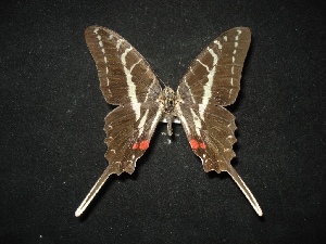  (Protographium philolaus - MAL-02133)  @13 [ ] Unspecified (default): All Rights Reserved  Unspecified Unspecified
