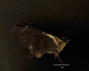  ( - MAL-05327)  @12 [ ] Unspecified (default): All Rights Reserved  Arely Martinez-Arce Unspecified