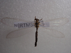  (Myrmeleon hyalinus - NIBGE ALN-00242)  @13 [ ] CreativeCommons - Attribution Non-Commercial Share-Alike (2010) Muhammad Ashfaq National Institute for Biotechnology and Genetic Engineering Faisalabad Pakistan