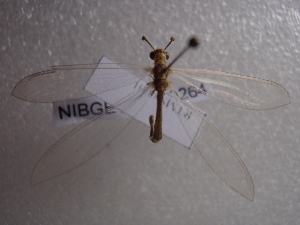  (Myrmeleon hyalinus - NIBGE ALN-00264)  @13 [ ] CreativeCommons - Attribution Non-Commercial Share-Alike (2010) Muhammad Ashfaq National Institute for Biotechnology and Genetic Engineering Faisalabad Pakistan