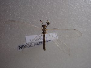  (Myrmeleon hyalinus - NIBGE ALN-00265)  @13 [ ] CreativeCommons - Attribution Non-Commercial Share-Alike (2010) Muhammad Ashfaq National Institute for Biotechnology and Genetic Engineering Faisalabad Pakistan