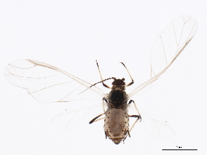  (Rhopalosiphum rufiabdominale - NIBGE APH-00134)  @15 [ ] CreativeCommons - Attribution (2012) CBG Photography Group Centre for Biodiversity Genomics