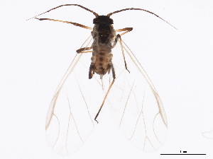  (Rhopalosiphum padi - NIBGE APH-00163)  @14 [ ] CreativeCommons - Attribution (2012) CBG Photography Group Centre for Biodiversity Genomics