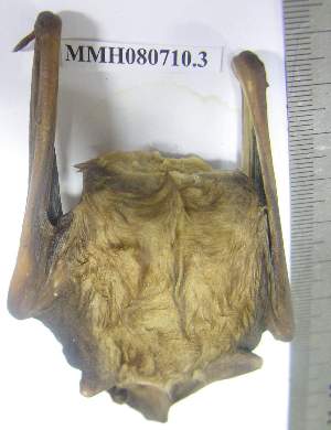  ( - NIBGE BAT-00001)  @11 [ ] CreativeCommons - Attribution Non-Commercial Share-Alike (2011) M. Mahmood-ul-Hassan National Institute for Biotechnology and Genetic Engineering Faisalabad Pakistan
