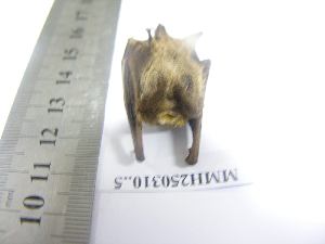  ( - NIBGE BAT-00080)  @11 [ ] CreativeCommons - Attribution Non-Commercial Share-Alike (2011) M. Mahmood-ul-Hassan National Institute for Biotechnology and Genetic Engineering Faisalabad Pakistan
