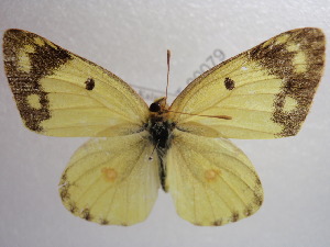  (Colias erate - NIBGE BUT-00079)  @14 [ ] Copyright (2010) Muhammad Ashfaq National Institute for Biotechnology and Genetic Engineering, Faisalabad