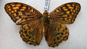  (Argynnis kamala - NIBGE BUT-00279)  @14 [ ] CreativeCommons - Attribution Non-Commercial Share-Alike (2012) Muhammad Ashfaq National Institute for Biotechnology and Genetic Engineering Faisalabad Pakistan