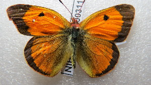  (Colias fieldii - NIBGE BUT-00311)  @14 [ ] CreativeCommons - Attribution Non-Commercial Share-Alike (2012) Muhammad Ashfaq National Institute for Biotechnology and Genetic Engineering Faisalabad Pakistan