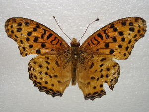  (Argynnis hyperbius - NIBGE BUT-00221)  @14 [ ] CreativeCommons - Attribution Non-Commercial Share-Alike (2011) Muhammad Ashfaq National Institute for Biotechnology and Genetic Engineering Faisalabad Pakistan