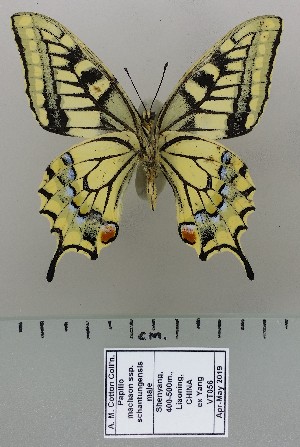  (Papilio machaon schantungensis - AC-VT056)  @11 [ ] by-nc (2020) Adam Cotton Unspecified