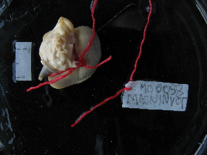  ( - MACNINVCTMG0058)  @12 [ ] CreativeCommons - Attribution Non-Commercial (2010) Pablo Penchaszadeh, MACN Museo Argentino de Ciencias Naturales