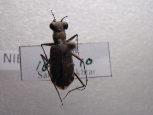  (Myriochila melancholica - NIBGE COL-00169)  @13 [ ] CreativeCommons - Attribution Non-Commercial Share-Alike (2010) Muhammad Ashfaq National Institute for Biotechnology and Genetic Engineering Faisalabad Pakistan