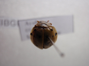  ( - NIBGE COL-00526)  @12 [ ] CreativeCommons - Attribution Non-Commercial Share-Alike (2010) Muhammad Ashfaq National Institute for Biotechnology and Genetic Engineering Faisalabad Pakistan