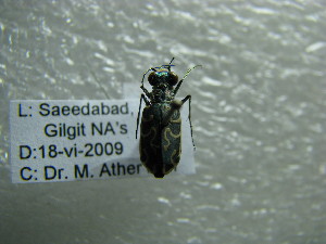  ( - NIBGE COL-01083)  @11 [ ] CreativeCommons - Attribution Non-Commercial Share-Alike (2011) Muhammad Ashfaq National Institute for Biotechnology and Genetic Engineering Faisalabad Pakistan