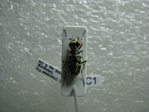  (Cylindera venosa - NIBGE COL-01084)  @11 [ ] CreativeCommons - Attribution Non-Commercial Share-Alike (2011) Muhammad Ashfaq National Institute for Biotechnology and Genetic Engineering Faisalabad Pakistan