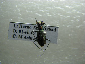  (Cylindera subtilesignata - NIBGE COL-01088)  @12 [ ] CreativeCommons - Attribution Non-Commercial Share-Alike (2011) Muhammad Ashfaq National Institute for Biotechnology and Genetic Engineering Faisalabad Pakistan