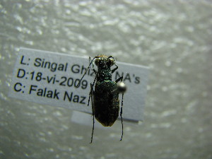  (Cylindera sublacerata - NIBGE COL-01101)  @11 [ ] CreativeCommons - Attribution Non-Commercial Share-Alike (2011) Muhammad Ashfaq National Institute for Biotechnology and Genetic Engineering Faisalabad Pakistan