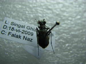  ( - NIBGE COL-01103)  @11 [ ] CreativeCommons - Attribution Non-Commercial Share-Alike (2011) Muhammad Ashfaq National Institute for Biotechnology and Genetic Engineering Faisalabad Pakistan