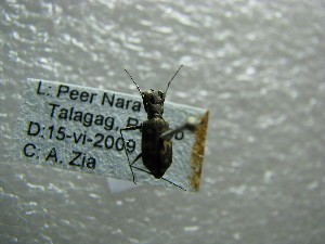  (Cylindera brevis - NIBGE COL-01108)  @12 [ ] CreativeCommons - Attribution Non-Commercial Share-Alike (2011) Muhammad Ashfaq National Institute for Biotechnology and Genetic Engineering Faisalabad Pakistan