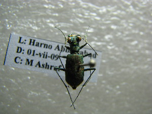 (Cylindera bigemina - NIBGE COL-01111)  @13 [ ] CreativeCommons - Attribution Non-Commercial Share-Alike (2011) Muhammad Ashfaq National Institute for Biotechnology and Genetic Engineering Faisalabad Pakistan