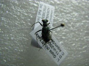  (Cylindera obliquefaciata - NIBGE COL-01125)  @11 [ ] CreativeCommons - Attribution Non-Commercial Share-Alike (2011) Muhammad Ashfaq National Institute for Biotechnology and Genetic Engineering Faisalabad Pakistan