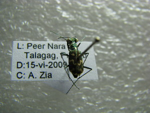  ( - NIBGE COL-01129)  @12 [ ] CreativeCommons - Attribution Non-Commercial Share-Alike (2011) Muhammad Ashfaq National Institute for Biotechnology and Genetic Engineering Faisalabad Pakistan
